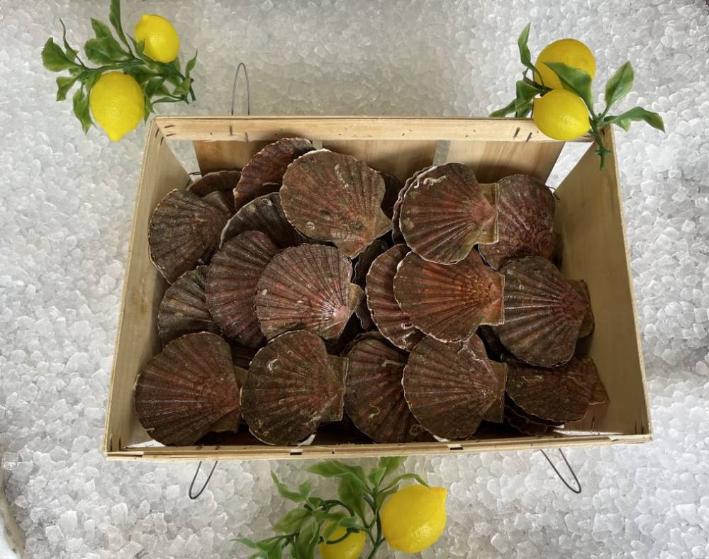 Vente de coquilles saint-jacques à Saint-Méloir-des-Ondes