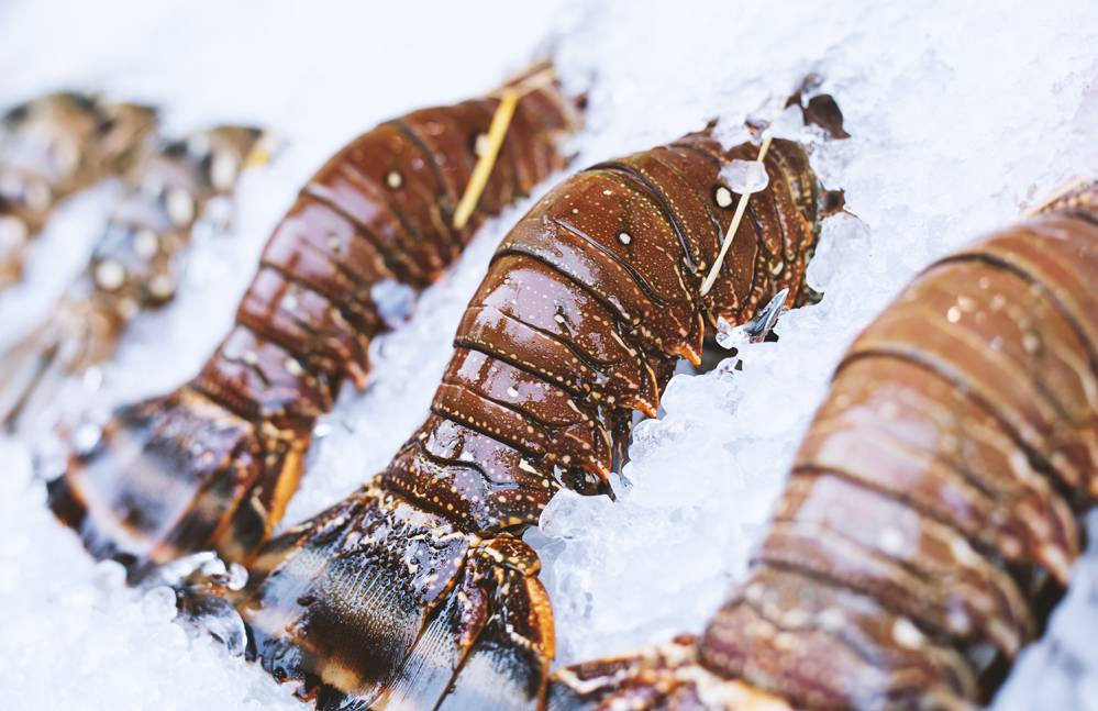 vente de homards