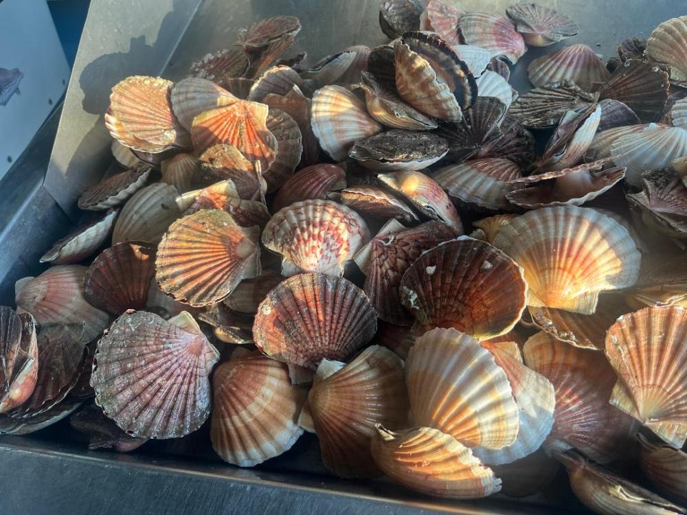 photo coquilles saint jacques.jpg 2